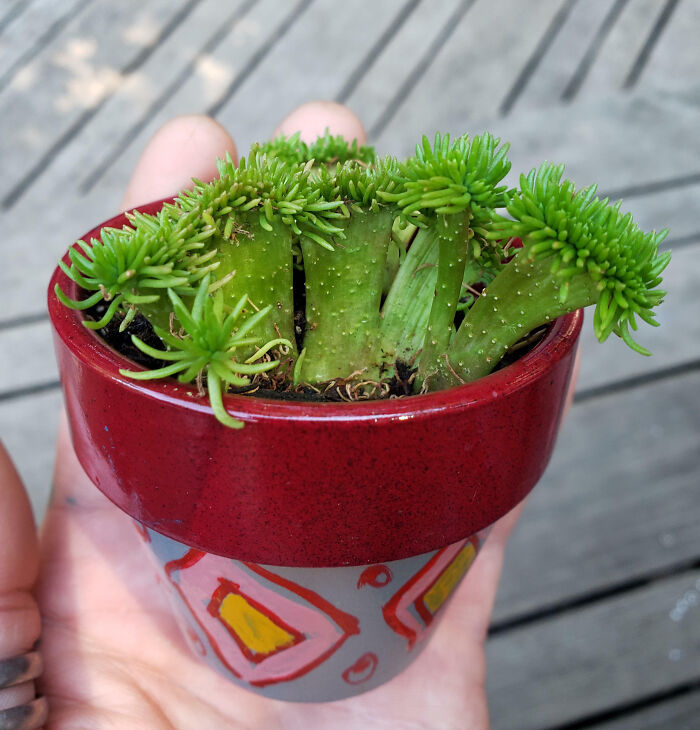 My Neighbor Dug Up A Patch Of Crested Sedum Ochroleucum Because It Was "Unsightly". One Man's Trash, Right?