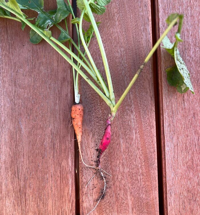 Grow Your Own Vegetables, They Said. Save Money, They Said