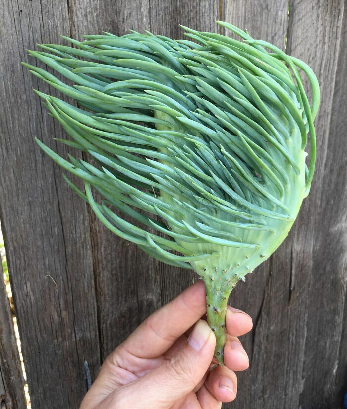 Mermaid Tail With Lots Of Character