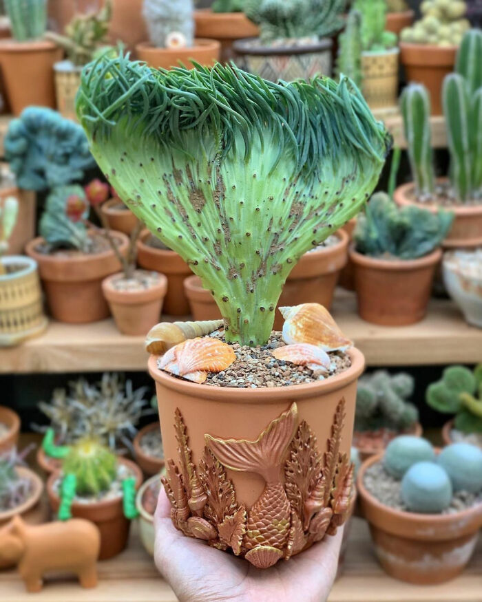 I Couldn’t Wait For This One To Completely Acclimate And Root Before I Share It, She’s Just So Perfectly Mermaid-Shaped