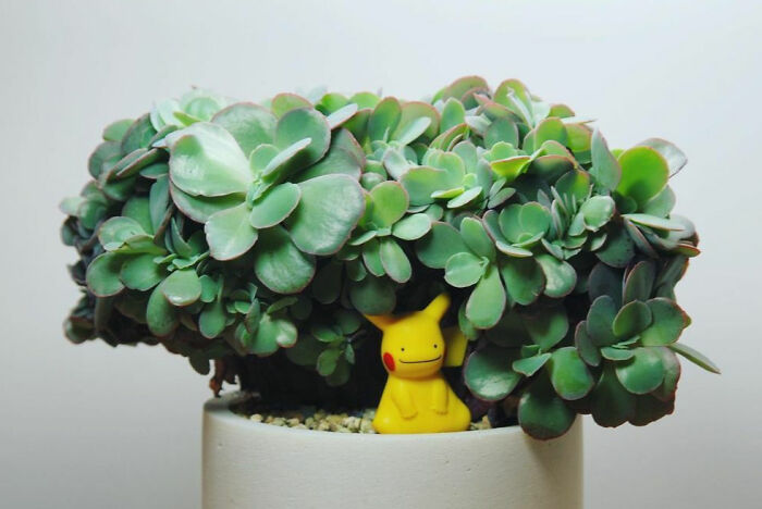 Crested Echeveria Cv. Takasagonookina