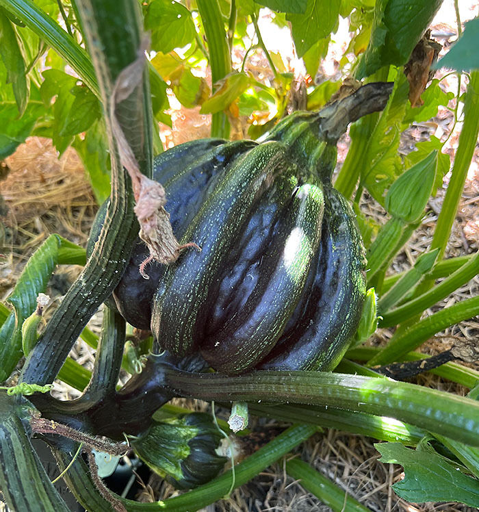 What Happened To This Zucchini