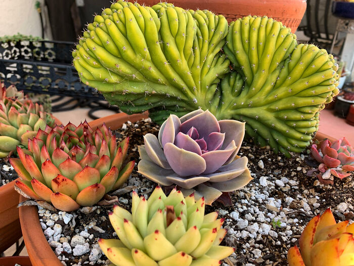 Crested San Pedro Cactus