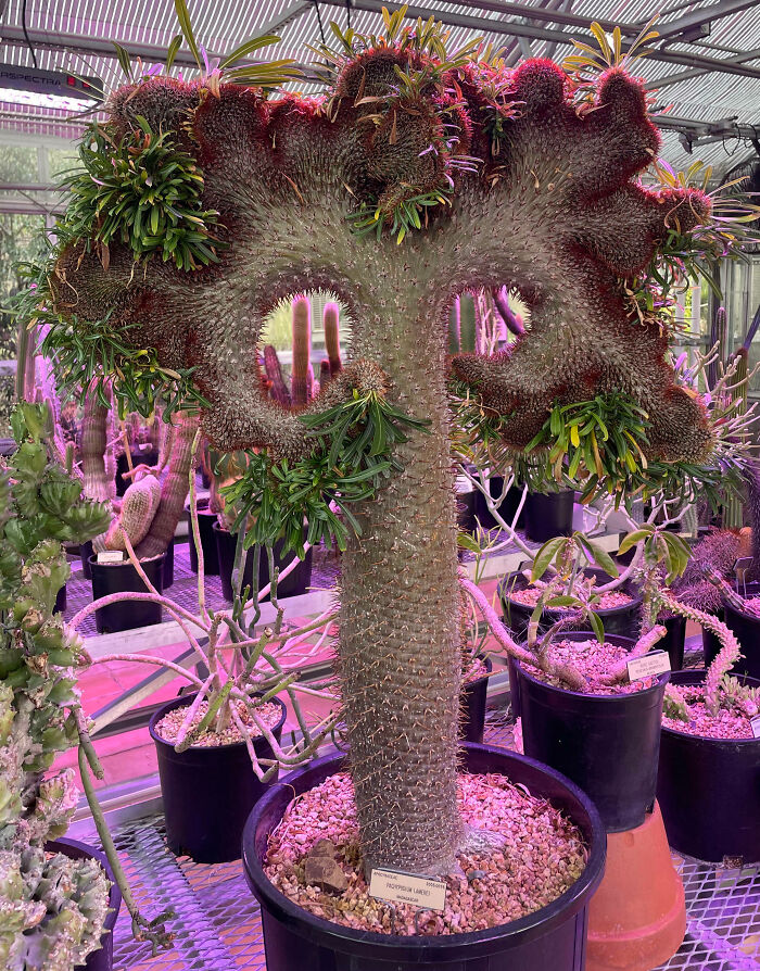 Pachypodium Lamerei At The University Of California, Berkeley Botanical Garden