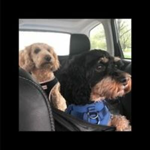 kiersti_cunningham_1 avatar