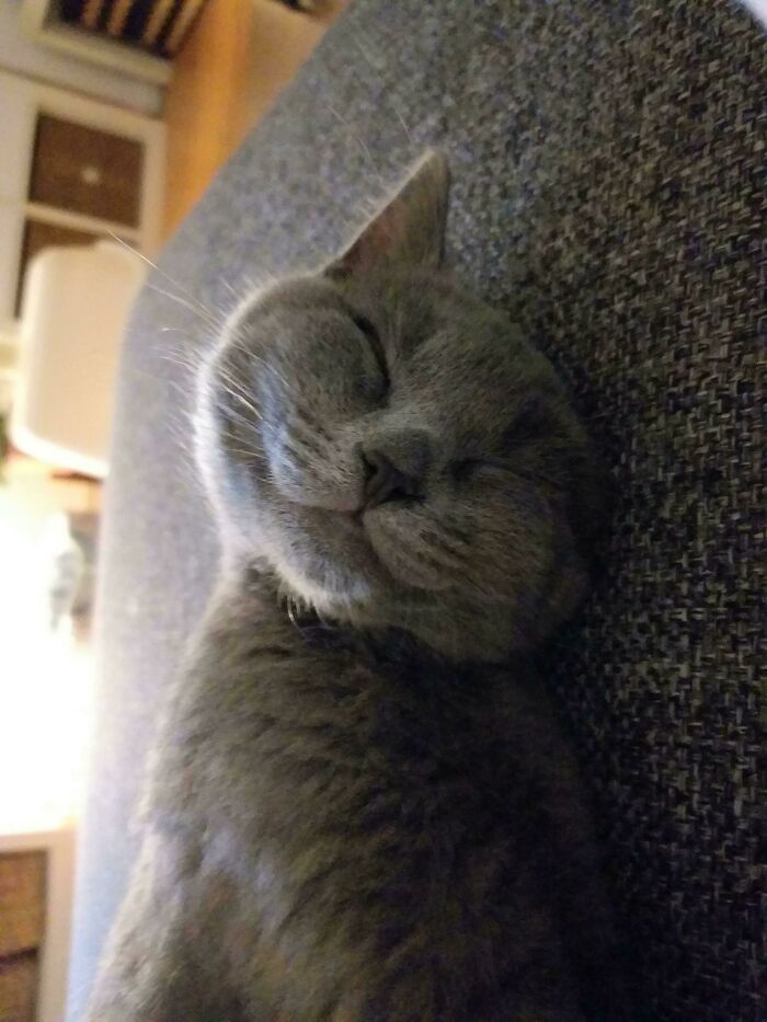 Adopted Him Last Week From A Shelter. I Think He's Happy About It