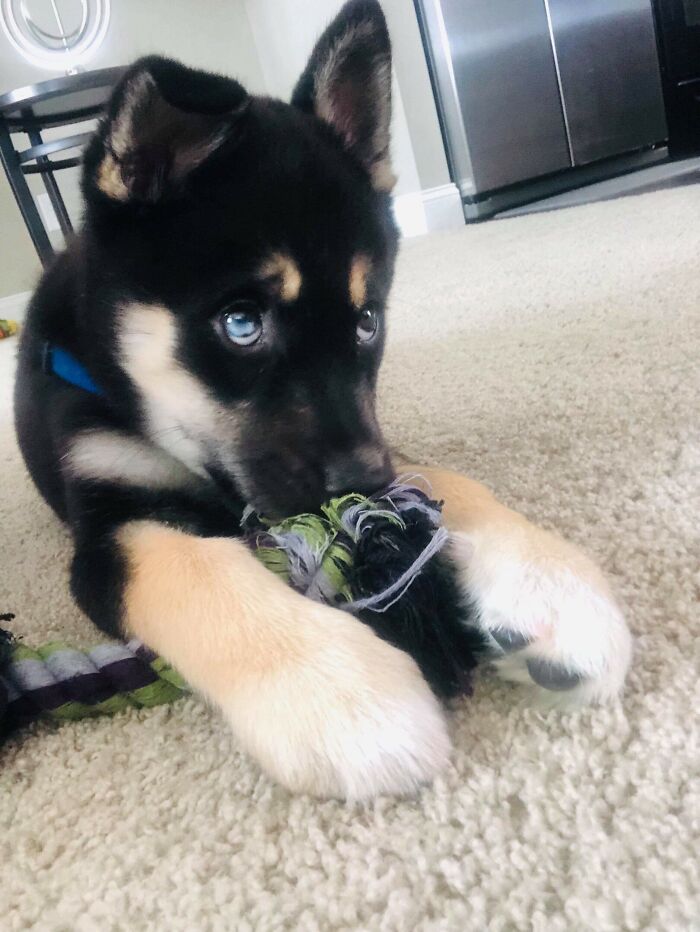 Este es Ruger, lo encontraron en una caja en una cuneta. Ahora es uno de nosotros