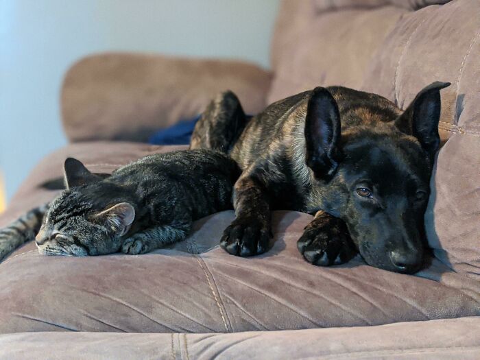 A Dog And His Best Friend. They Are Purrfect For Each Other. We Adopted The Dog, Then He Begged And Pleaded Till We Took In A Stray That Hangs Out Around Our Home. They Are Inseparable