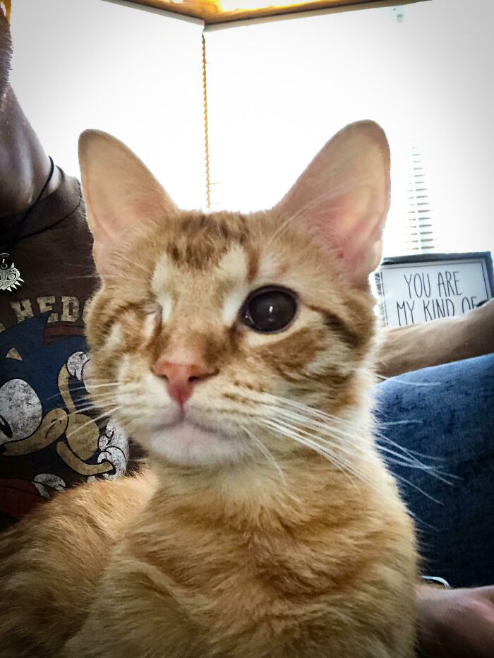 We Just Adopted This Little Guy Today! Say Hi To Nugget! (Or As I Like To Call Him: Dr. Robotnug)