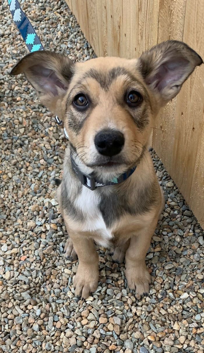 Mi novia y yo hemos adoptado un perrete, se llama Scarlet Batdog