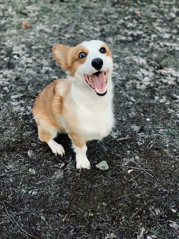 Everyone Meet My Tripawd Buddy!! All Healed Up And Living His Best Life!!