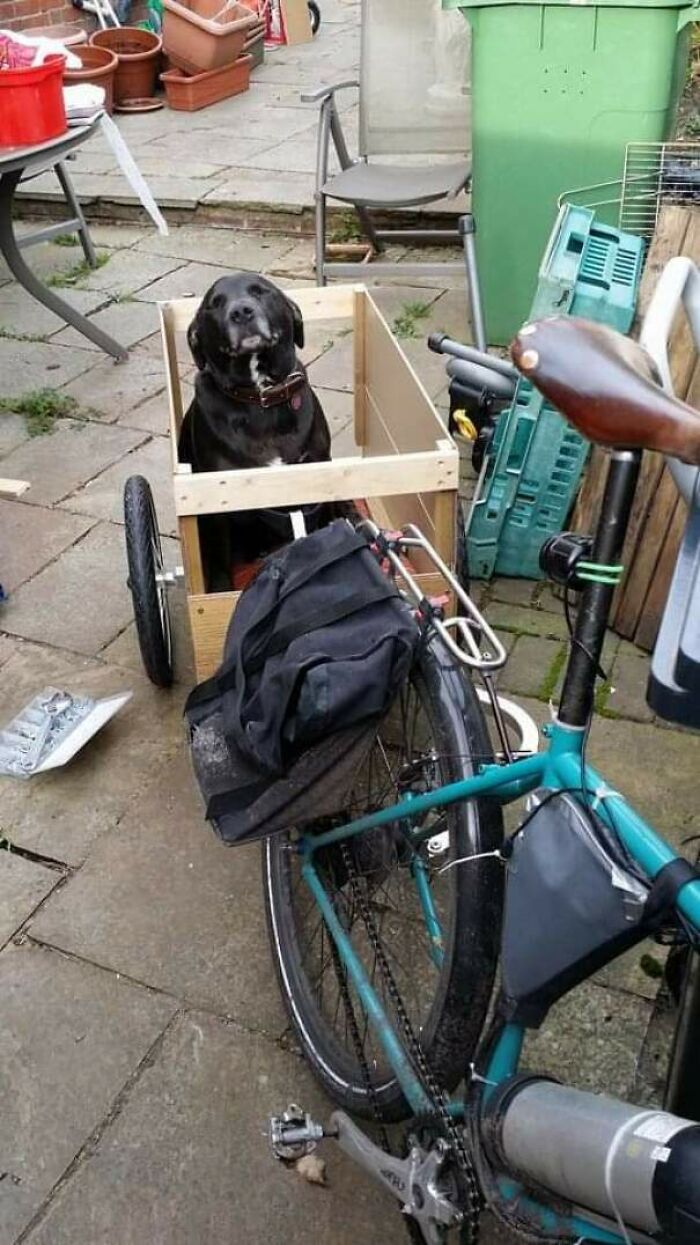 My Ancient Rescue Pupper In His Trailer. He Is 13 And Goes Everywhere With Me, Even Out On The Bike