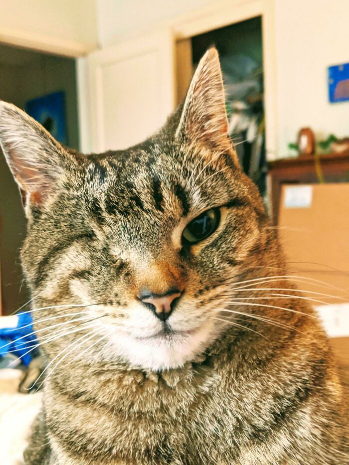 Wife Wanted A Cat. I Said No, So We Compromised And Got A One Eyed Cat