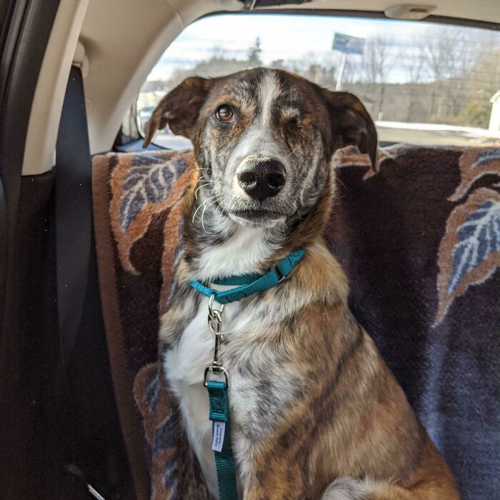 Just Adopted This Handsome Boy Yesterday