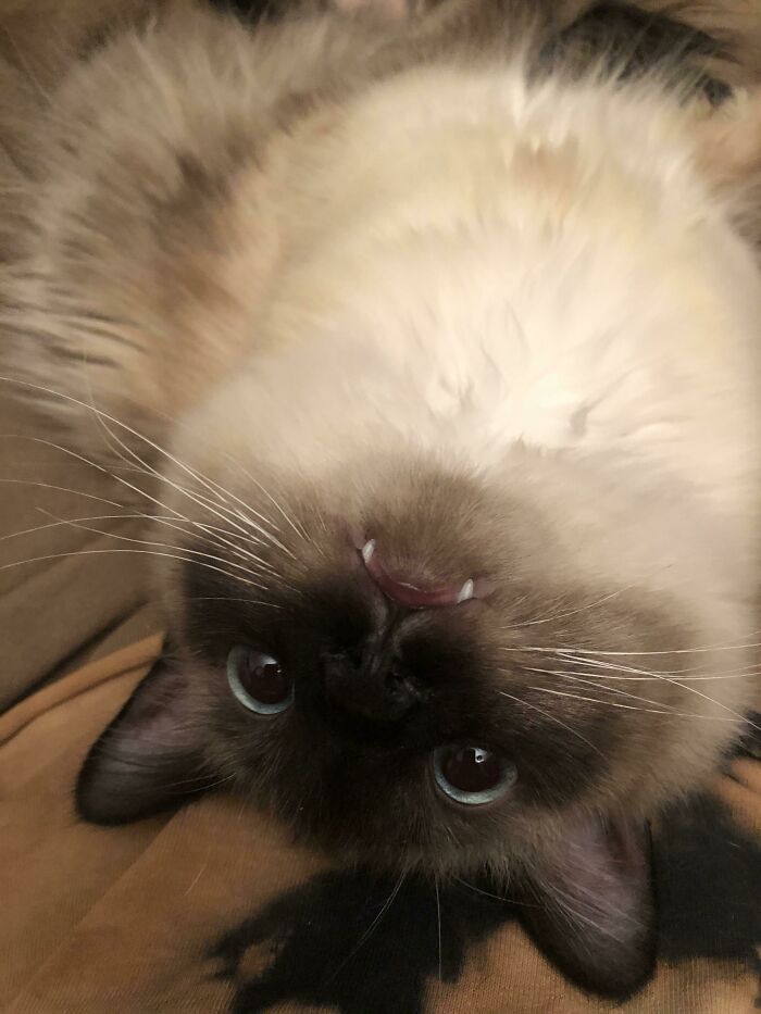 Creo que he adoptado un vampiro