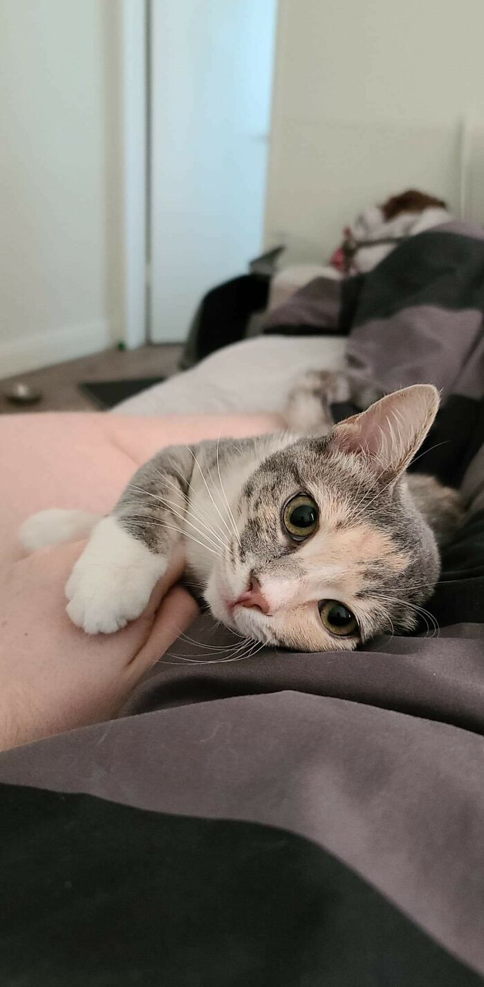 I Adopted 2 Kittens Last Week. After Many Days Of Not Seeing Them, I Woke Up To This Today