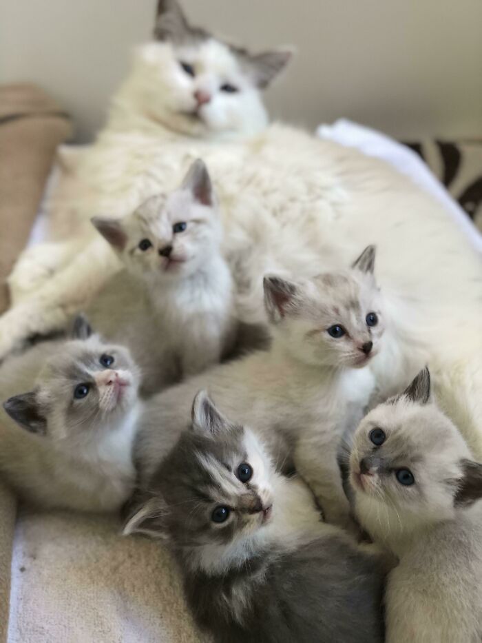 My Mom Adopted An Outdoor Cat After It Gave Birth To Some Kittens And Wanted To Give It Some Shelter