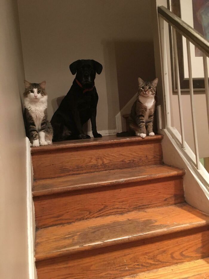 The Neighbours Wanted To Put Down This Dog Due To Being Very Aggressive. Instead, My Dad Adopted Him Into Our Family. Shadow Was Very Aggressive When We First Brought Him Home But Now He Is Filled With So Much Love. He Is With His Two Best Friends Everyday Playing And Sleeping Together