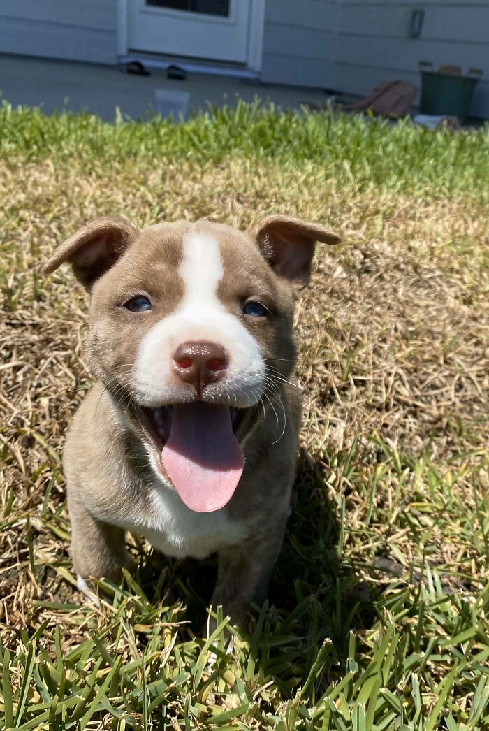Este bebé se acaba de venir a nuestra casa, se llama Pickles
