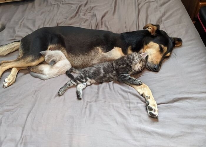 We Adopted A Pair Of Kittens Today. My Husband Was A Little Worried About How They'd Do With Our Dog.. He's No Longer Concerned