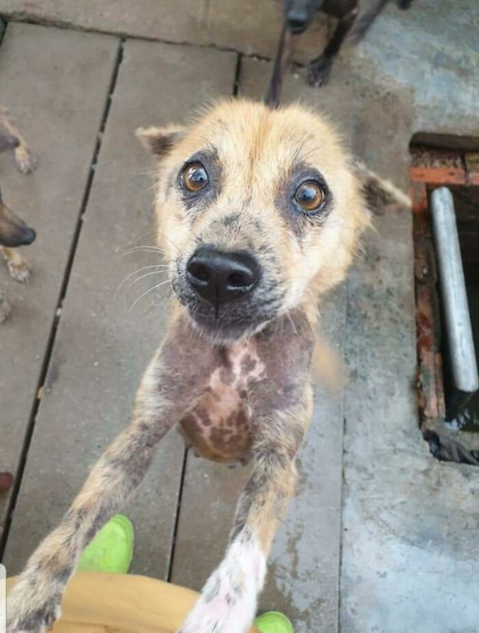 Esta chica rescatada solo quiere mimos