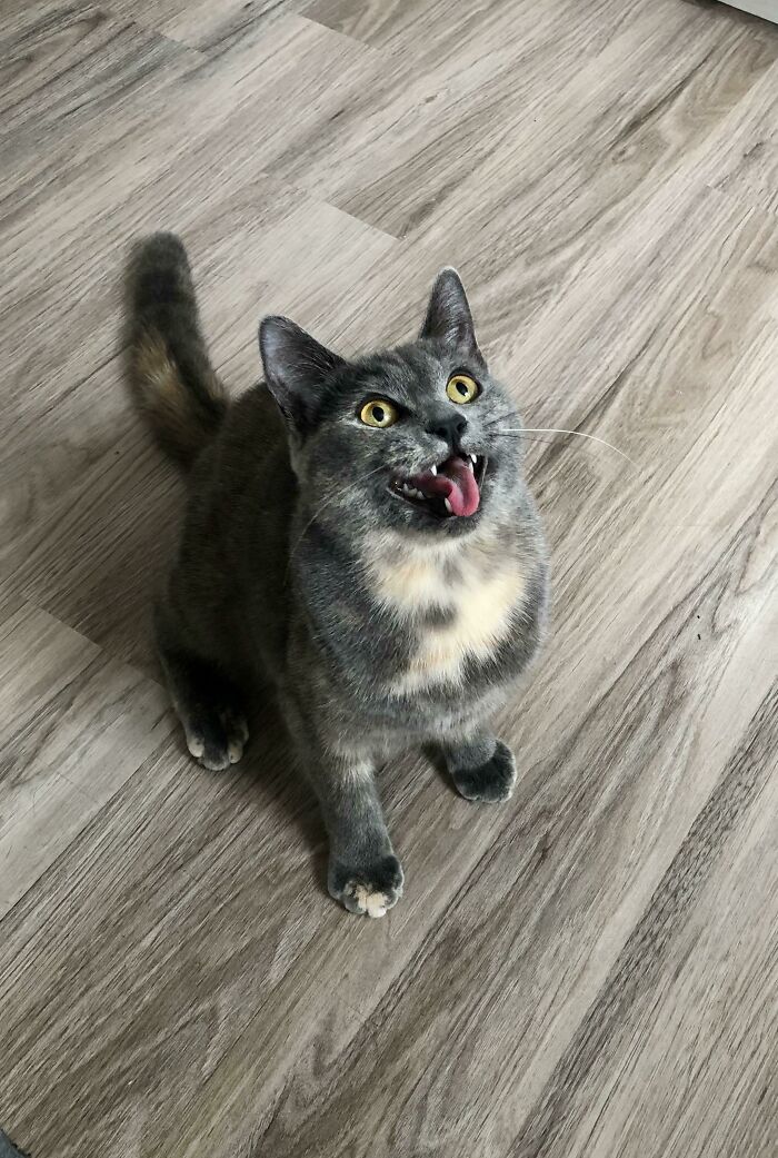 This Is Little Arietty, Patiently Waiting For Me To Throw Her Toy. I Am Starting To Suspect That We May Have Adopted A Doggo!