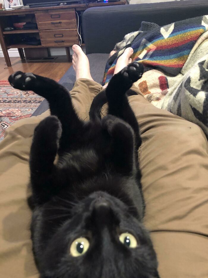 We Adopted This Cute Boy And For The Past Couple Weeks He Has Been Super Shy. Today For The First Time He Plopped In My Lap An Did This 😭