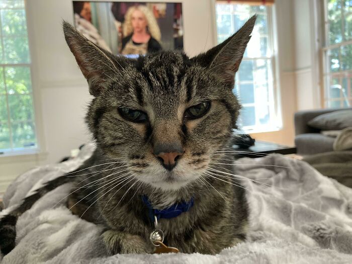 I Adopted This Cat When He Was 18, Thinking We Would Have A Few Months To Give Him A Good Retirement. He’s Going Strong At 20