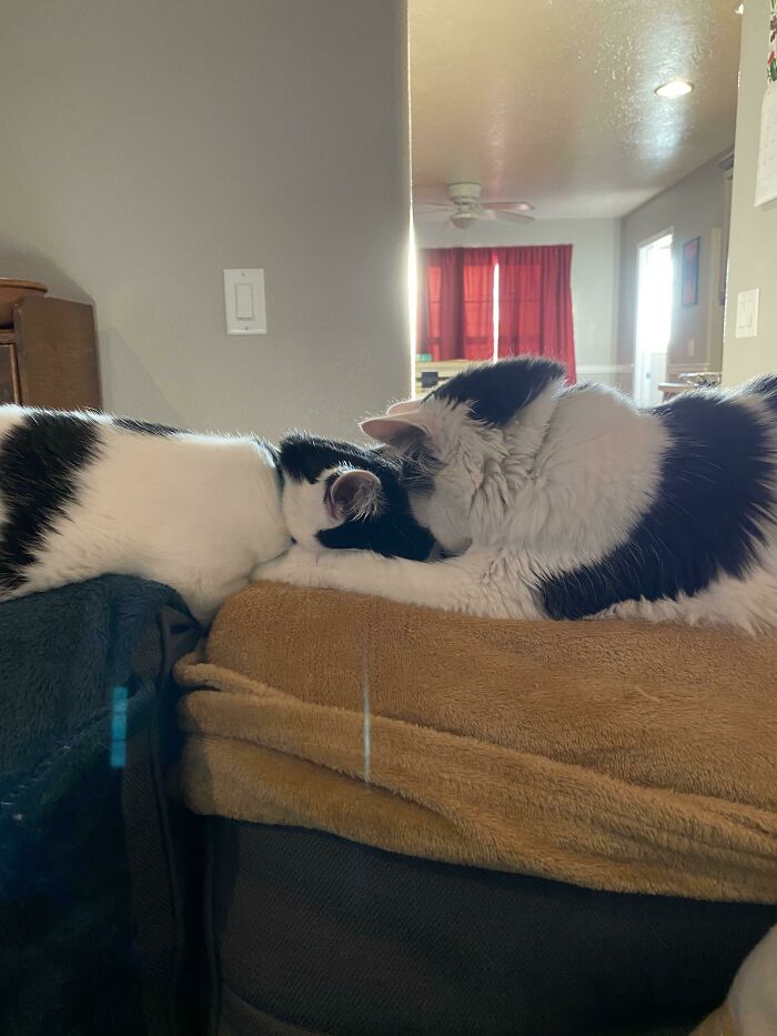 When We Got Them The Shelter Said They *had* To Be Adopted Together. They Demonstrate Why On A Daily Basis