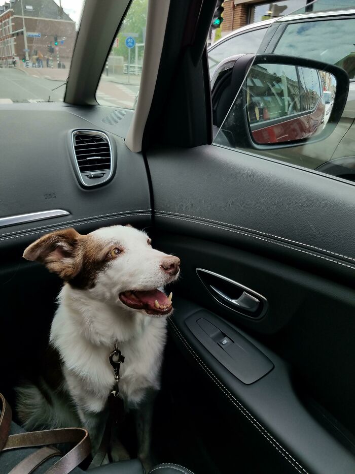 I Adopted Her When I Was 15 And Living In California. We Loved Traveling Together, Even Living In A Campervan. Now I'm 25 And She's 11, And We're Still Adventuring. Now Living In Europe. People Say, "It's Awesome That You Brought Your Dog When You Moved!"...but Not Bringing Her Was Never An Option