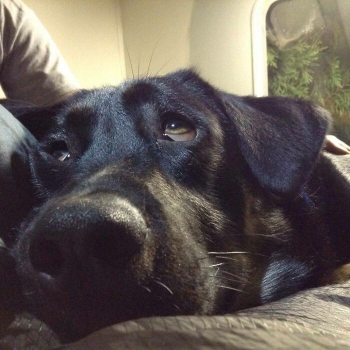 My Dog The Night We Adopted Him