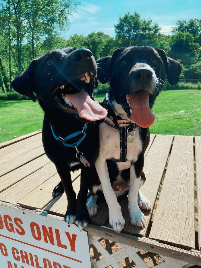 After Rescuing A Puppy From Across The Country, We Found Out That One Of His Brothers Also Got Adopted Near Us. We Set Up A Play Date For The Two, Here's A Picture Of Them Together