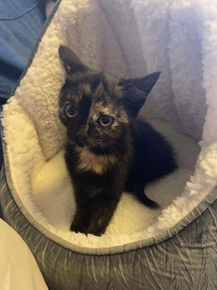 Today I Adopted A Stray Kitten. Meet Astrid