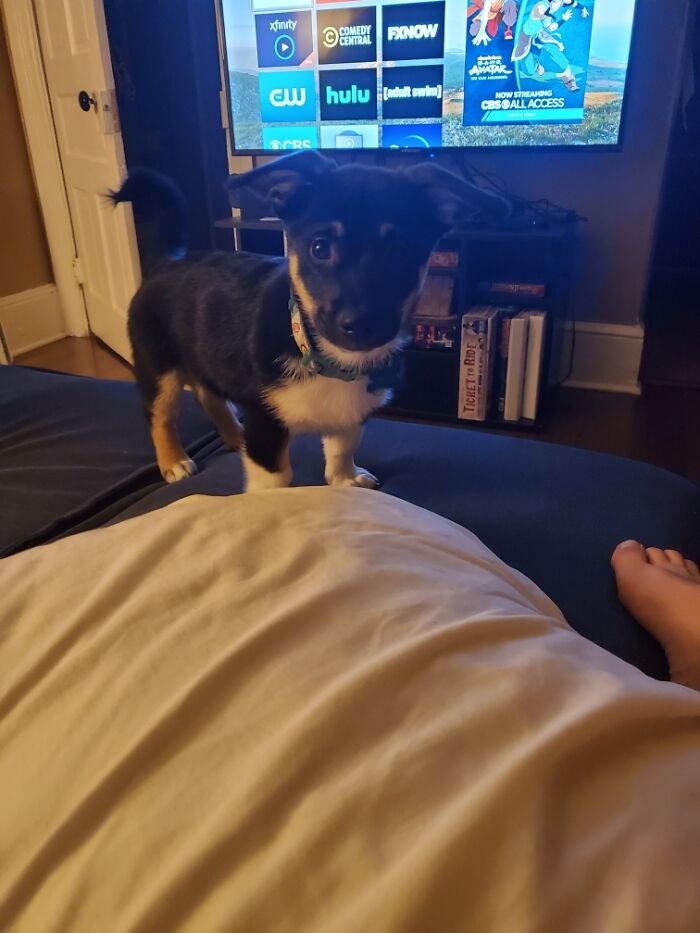 Llevo 130 días sobrio y para celebrarlo he adoptado a Charlie