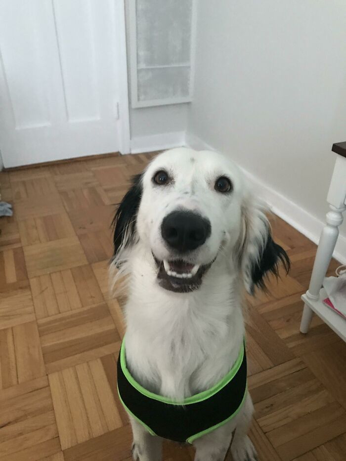 Albert’s Reaction To Being Broken Out Of The Shelter..... He Could Not Stop Smiling