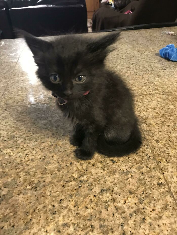 This Is My First Ever Pet That’s All Mine! Not My Brothers. Not My Parents. Not My Kids. Now My (Now Ex) Husband. All Mine! Y’all Meet Cordelia Rose. A Rescue That’s Stolen My Heart!