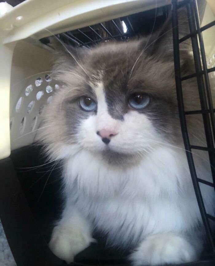 Always Wanted A Cat Growing Up But Wasn’t Allowed. Today At 30 I Adopted This 4 Year Old Kitty Named Draco!