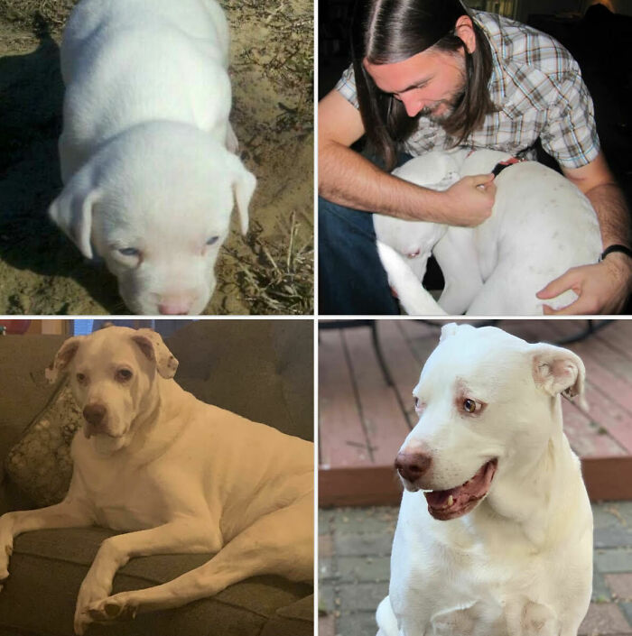 Este perro rescatado era enano, medio ciego, sordo, me dijeron que no duraría mucho. Bueno, pues acaba de cumplir 10 años