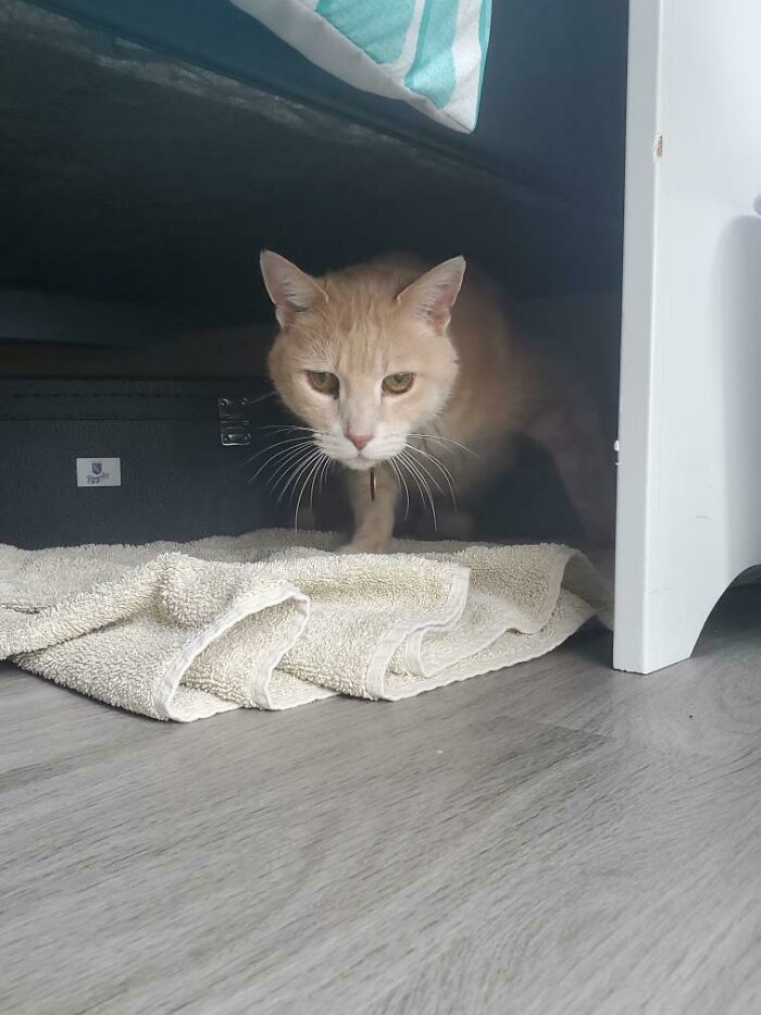 I Just Adopted Atticus This Weekend. He Was A Stray And They Told Me He's A Very Fearful Cat. I Slowly Introduced Him To My Closet With Some Food, A Bed I Warmed Up In The Dryer, And Some Pets When He Allowed. Just This Morning He Sat In My Lap And Purred