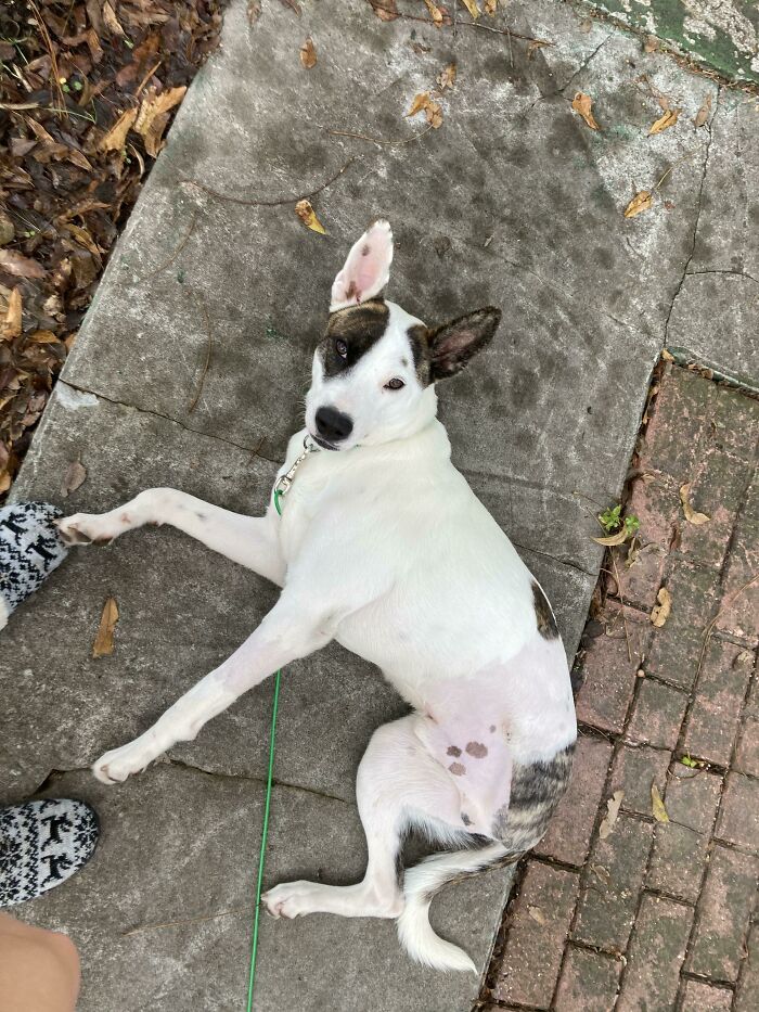 Just Look At This Little Tripod I Adopted