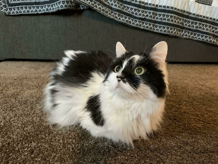 Meet Amy! She’s 12 And I Rescued Her Yesterday. I Love Her