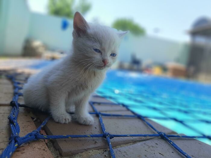 Found This Cat Crying Outside My House So I Decided To Adopt It