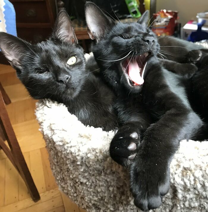 Against My Better Judgment, We Have Adopted A Pair Of One-Eyed Chaos Kittens