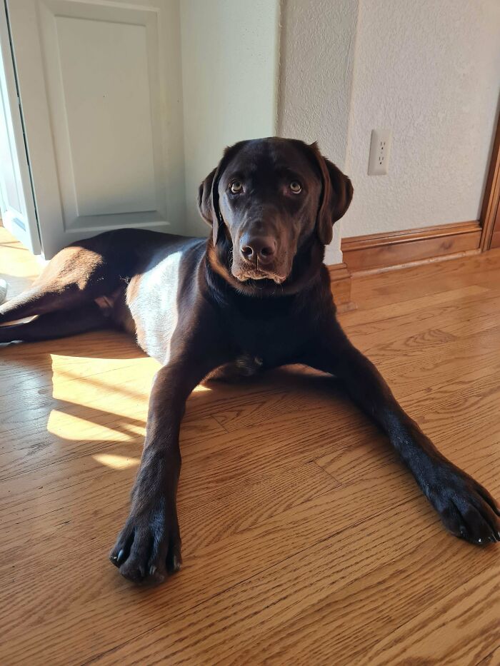 Chocolate Lab Or Labrador Deceiver?