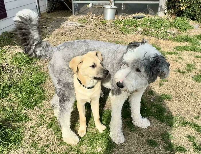 New Adopted Puppy Is A Bit Scared. Our Big Boy Has His Back, Turning Into A Helicopter Dad