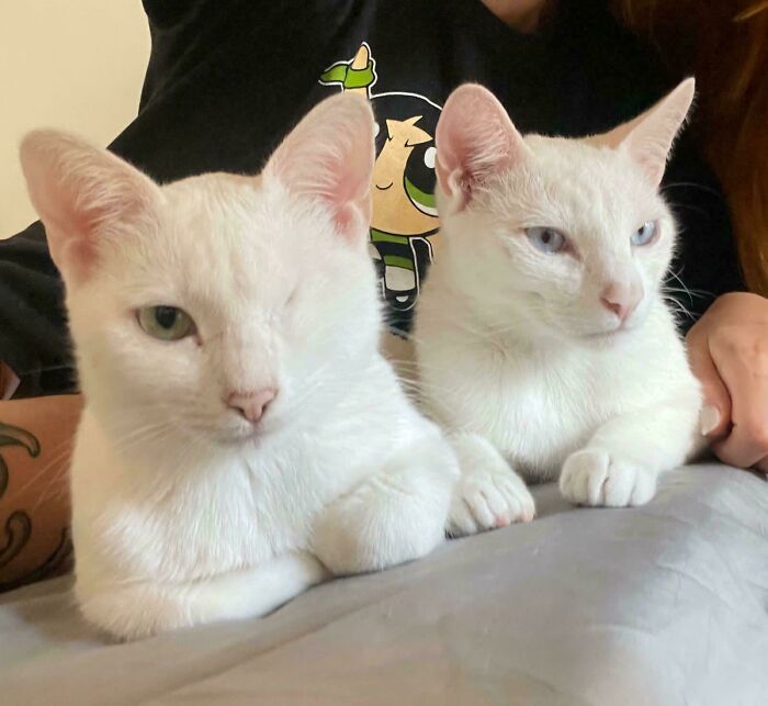 I Will Adopt Those Cats, I Have Never Had Cats, Will Be The First Time