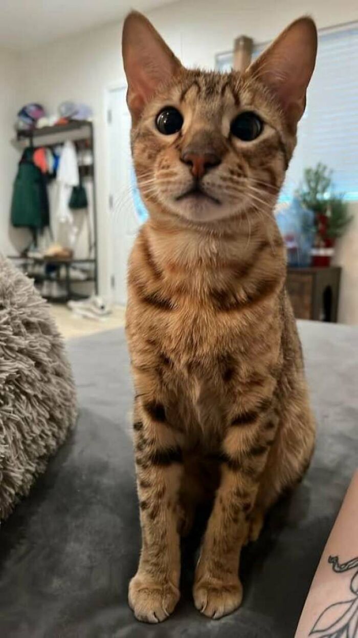 Just Got Approved To Adopt! First Time Cat Owner