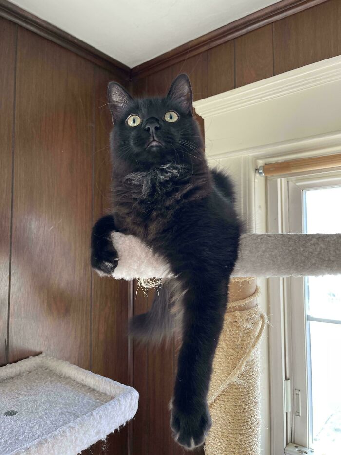 Give Black Cats A Chance!! They’re Often The Last Ones To Be Adopted