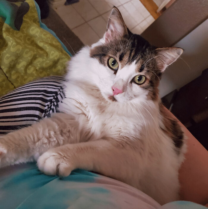 What Type Of Cat Do You Think We Adopted?