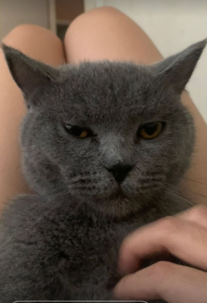 My First Adopted Cat, Suggest A Name Pls